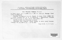 Puccinia festucae image
